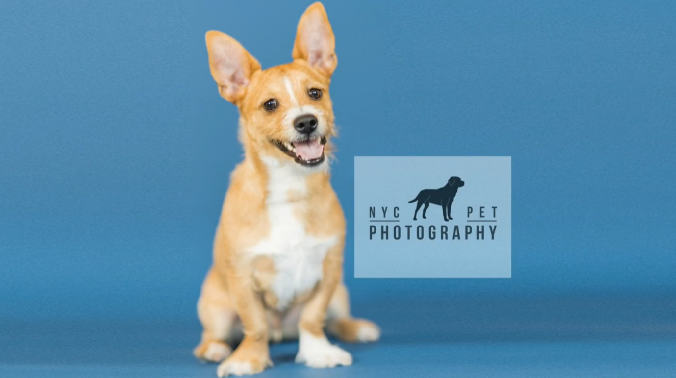 NYC Pet Photography